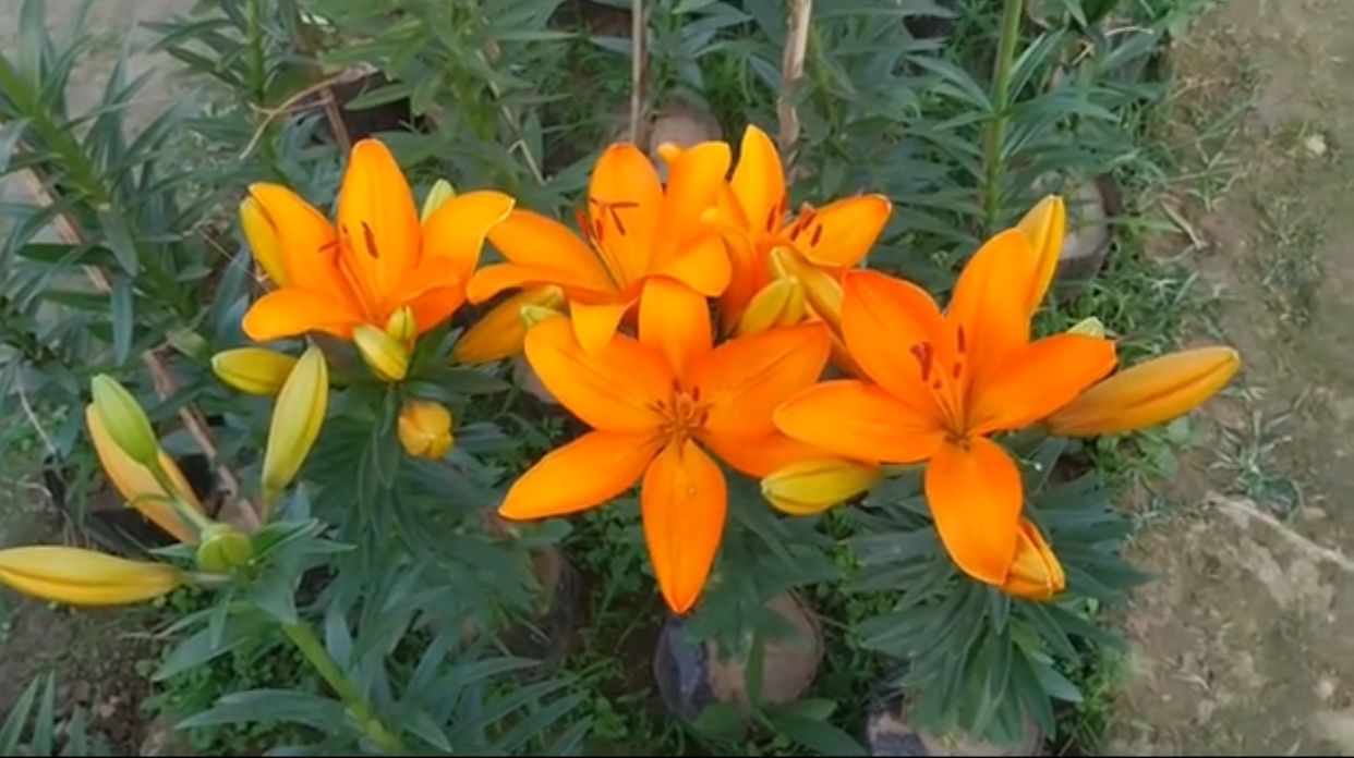 "A vibrant display of Asiatic lilies in Khagrachari, signaling the success of experimental cultivation and potential for local agricultural growth." ( Photo: Biplob Talukder, V7N )